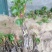 葡萄苗种植基地，葡萄苗批发