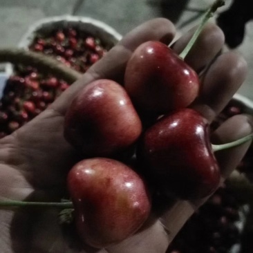 俄八大樱桃苗，俄八大樱桃接穗。