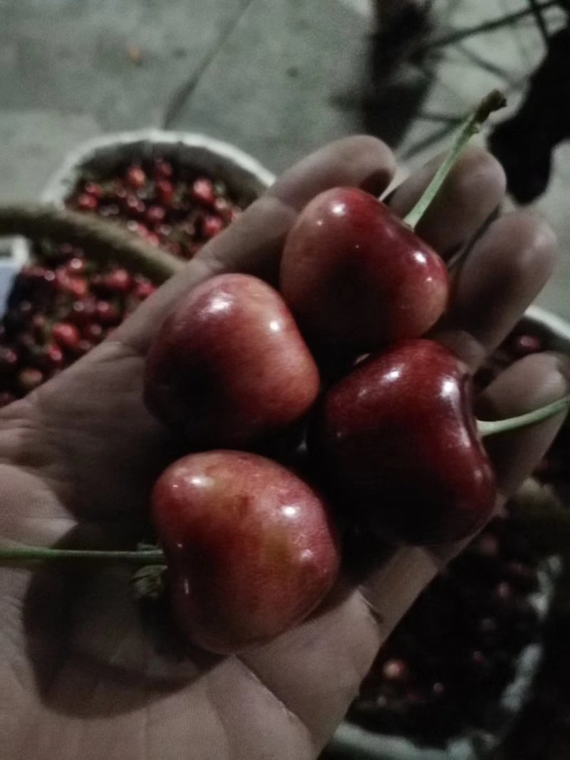 俄八大樱桃苗，俄八大樱桃接穗。