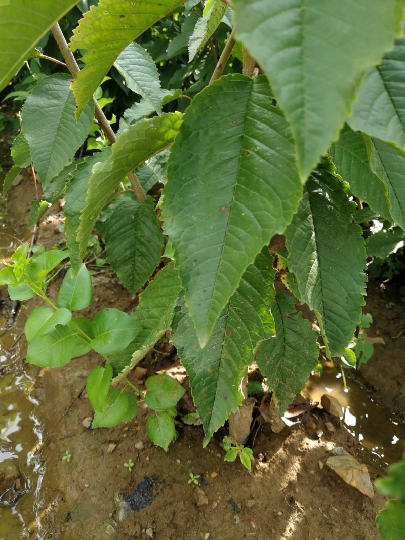 俄八大樱桃苗，俄八大樱桃接穗。