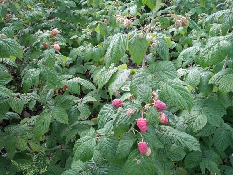 树莓苗苗圃基地直发高成活高产量提供种植技术放心苗