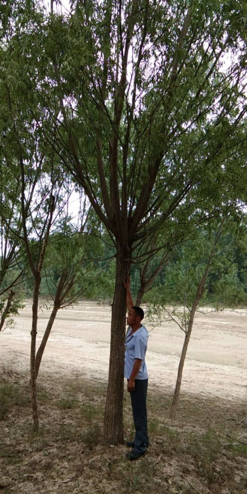 旱柳
