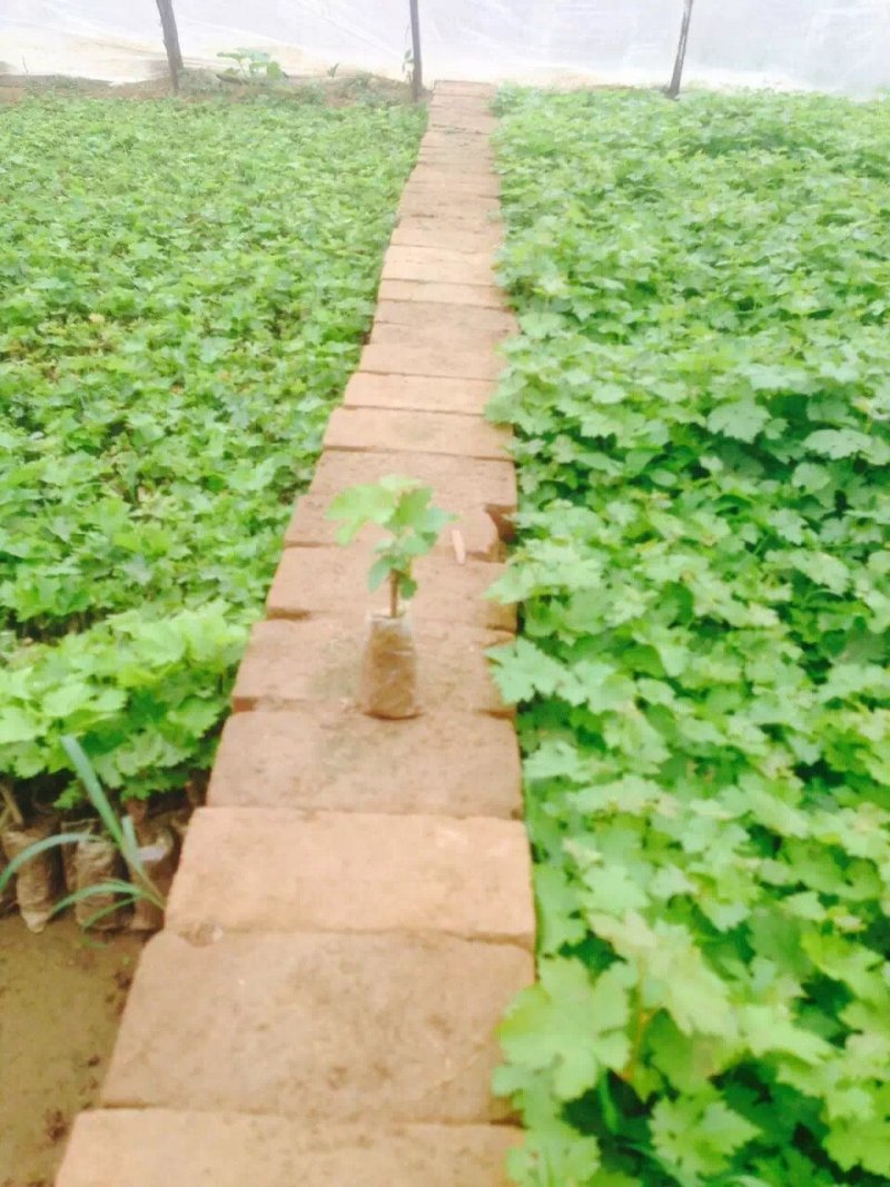 夏黑葡萄苗，夏黑葡萄苗种植基地