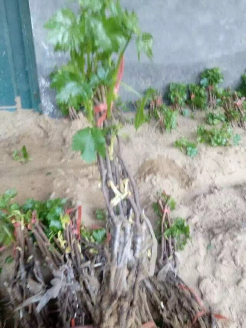 夏黑葡萄苗，夏黑葡萄苗种植基地