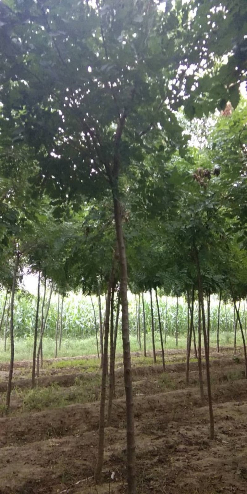 北栾