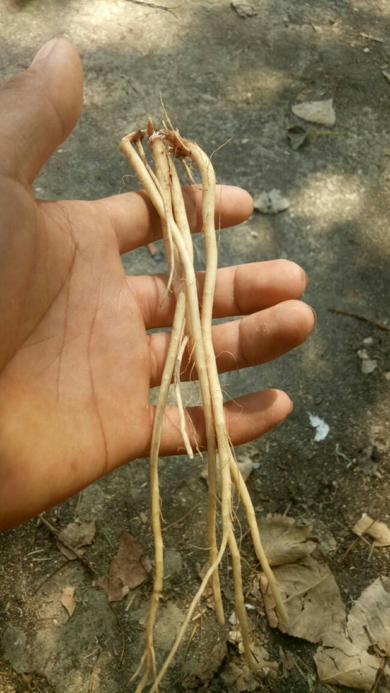 牛膝