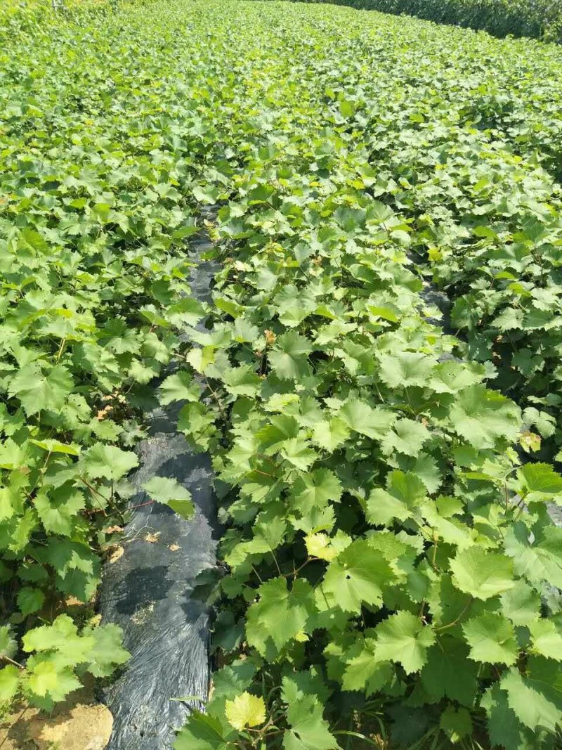 金手指葡萄苗价格，金手指葡萄苗种植基地