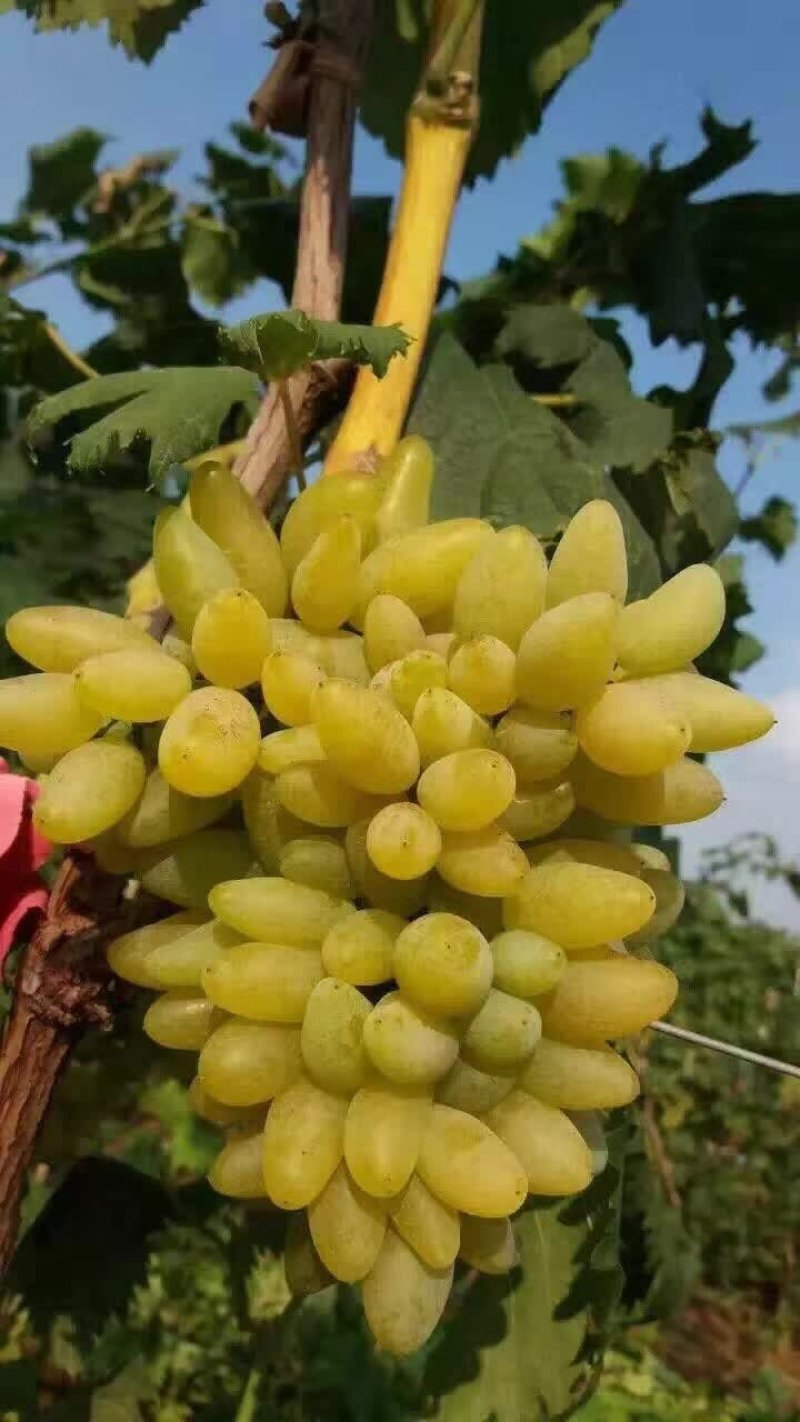 金手指葡萄苗价格，金手指葡萄苗种植基地