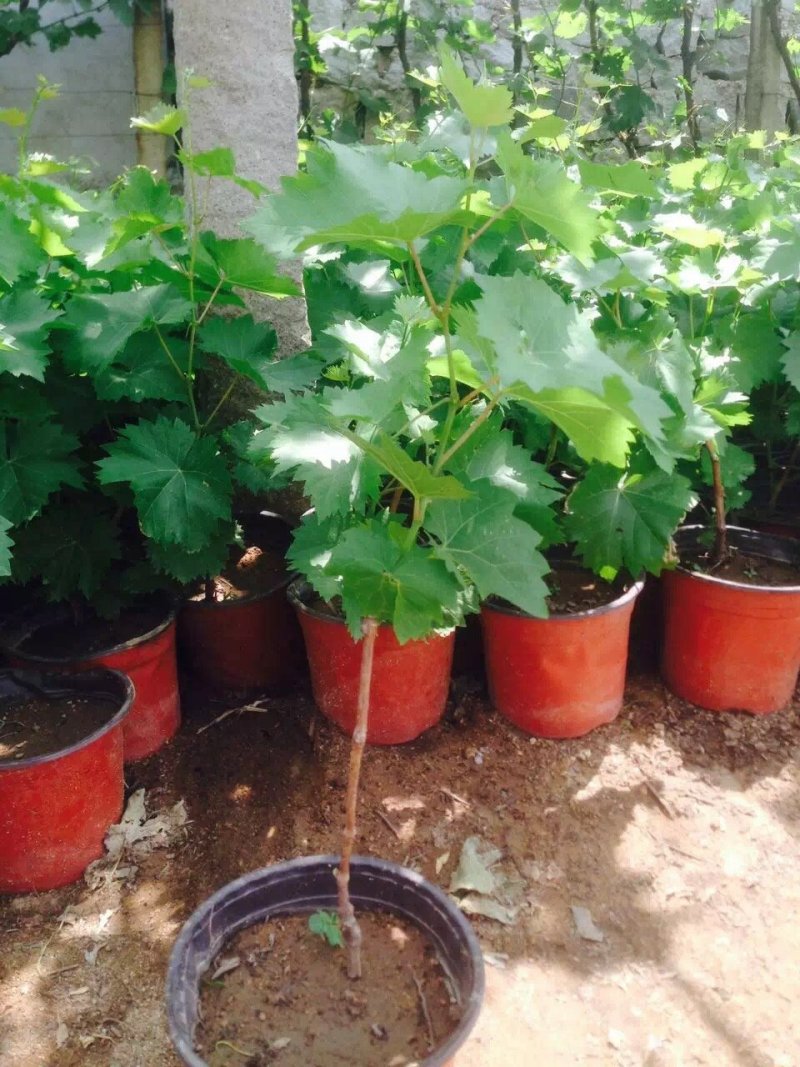 金手指葡萄苗价格，金手指葡萄苗种植基地