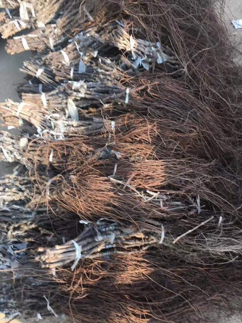 金手指葡萄苗价格，金手指葡萄苗种植基地