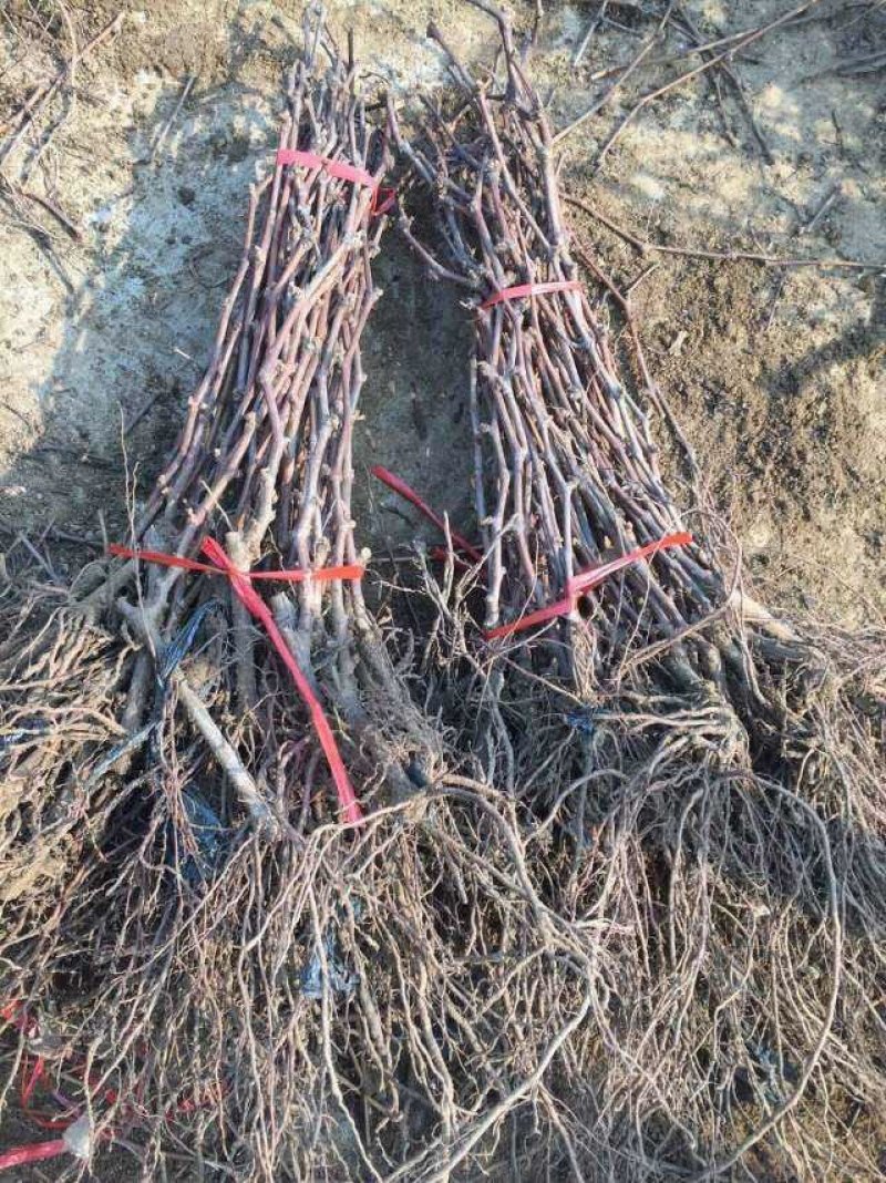 巨峰葡萄苗，1年葡萄苗价格