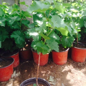 巨峰葡萄苗，1年葡萄苗价格