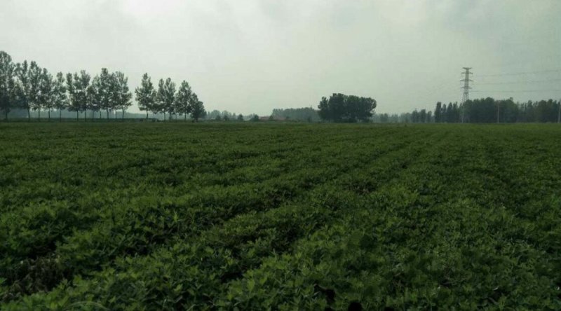 白沙系列新鲜带壳
