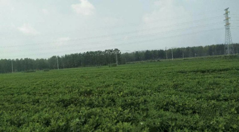 白沙系列新鲜带壳