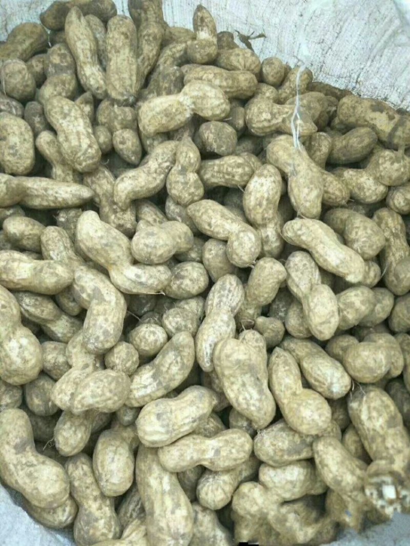 白沙系列新鲜带壳