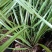 纯纺野生种植春兰和惠兰（高山野生兰）裸根不带土发货包成活