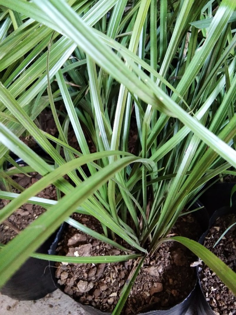 纯纺野生种植春兰和惠兰（高山野生兰）裸根不带土发货包成活