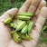 三叉白芨鲜货供应