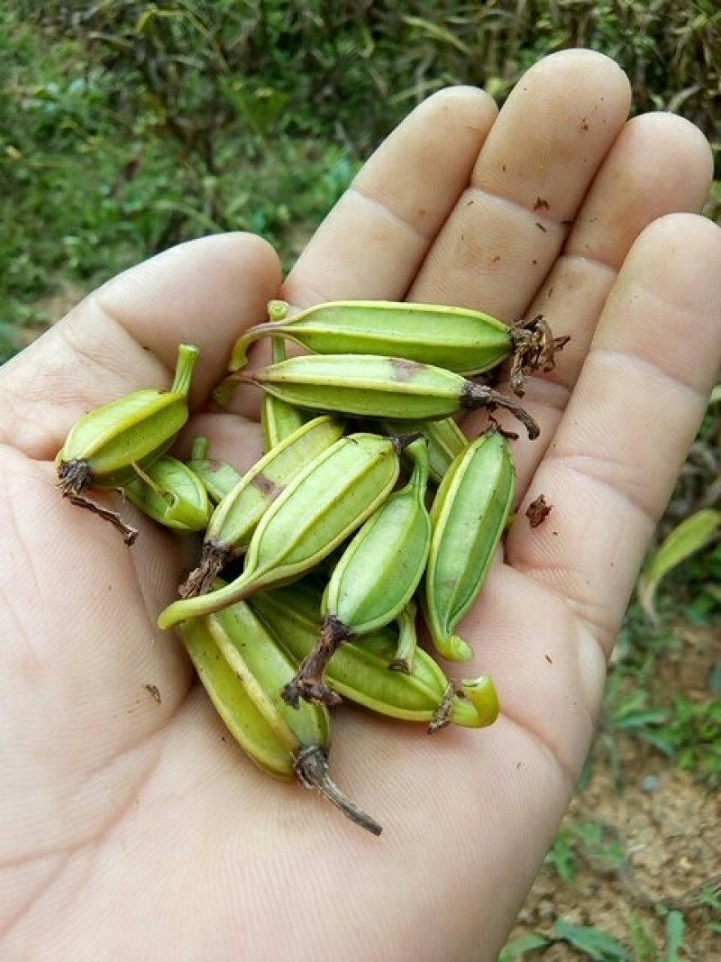 三叉白芨鲜货供应