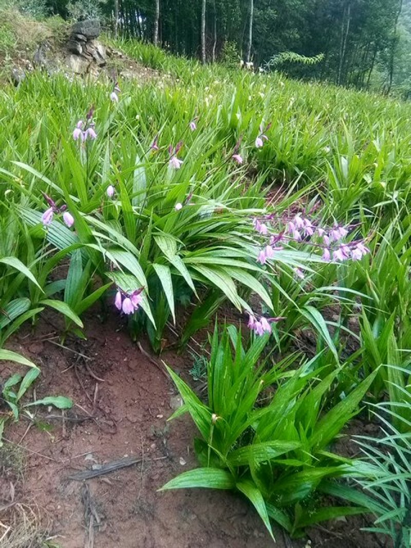 三叉白芨鲜货供应