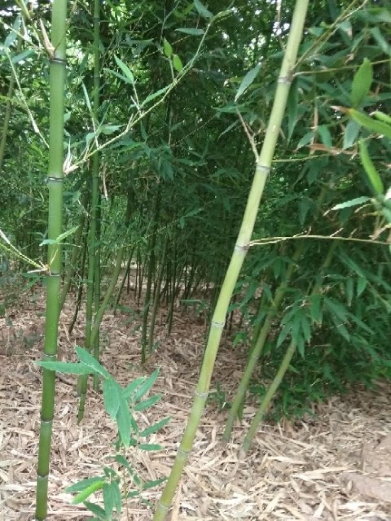 早园竹