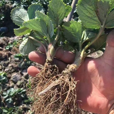 章姬草莓苗种植基地，章姬草莓苗价格