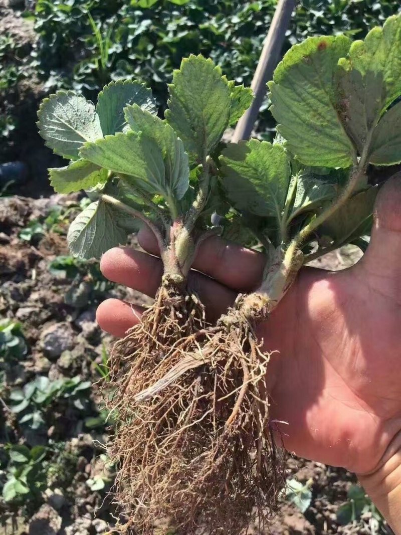 章姬草莓苗种植基地，章姬草莓苗价格