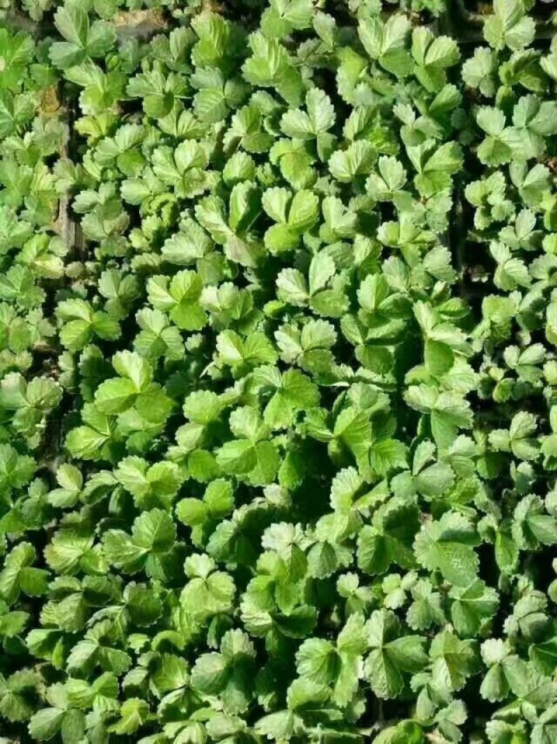 章姬草莓苗种植基地，章姬草莓苗价格