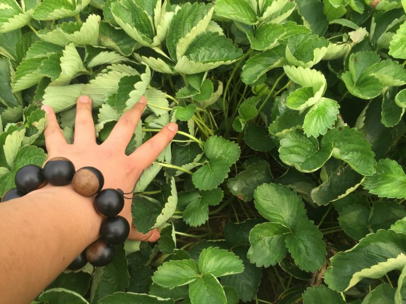 章姬草莓苗种植基地，章姬草莓苗价格