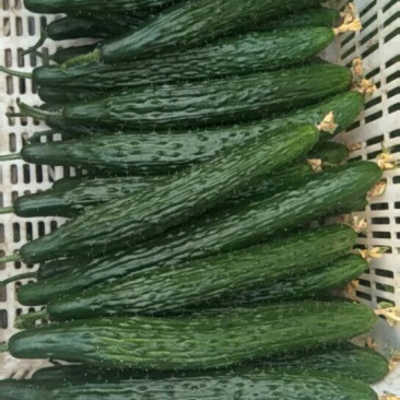 黄瓜