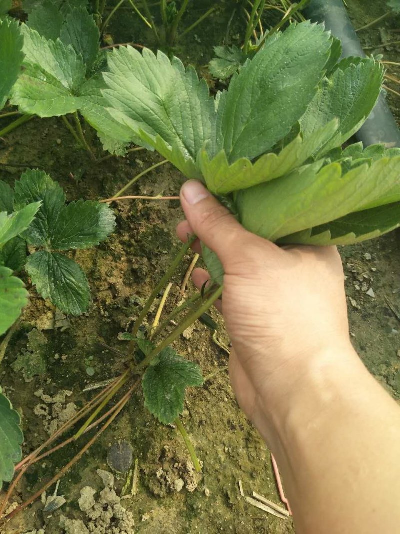 红颜草莓苗种植基地，红颜草莓苗价格