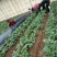红颜草莓苗种植基地，红颜草莓苗价格