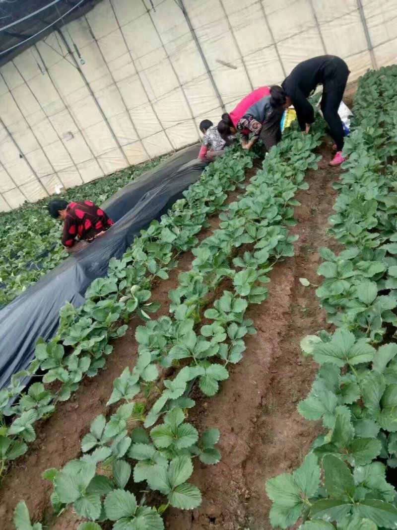 红颜草莓苗种植基地，红颜草莓苗价格