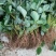 红颜草莓苗种植基地，红颜草莓苗价格