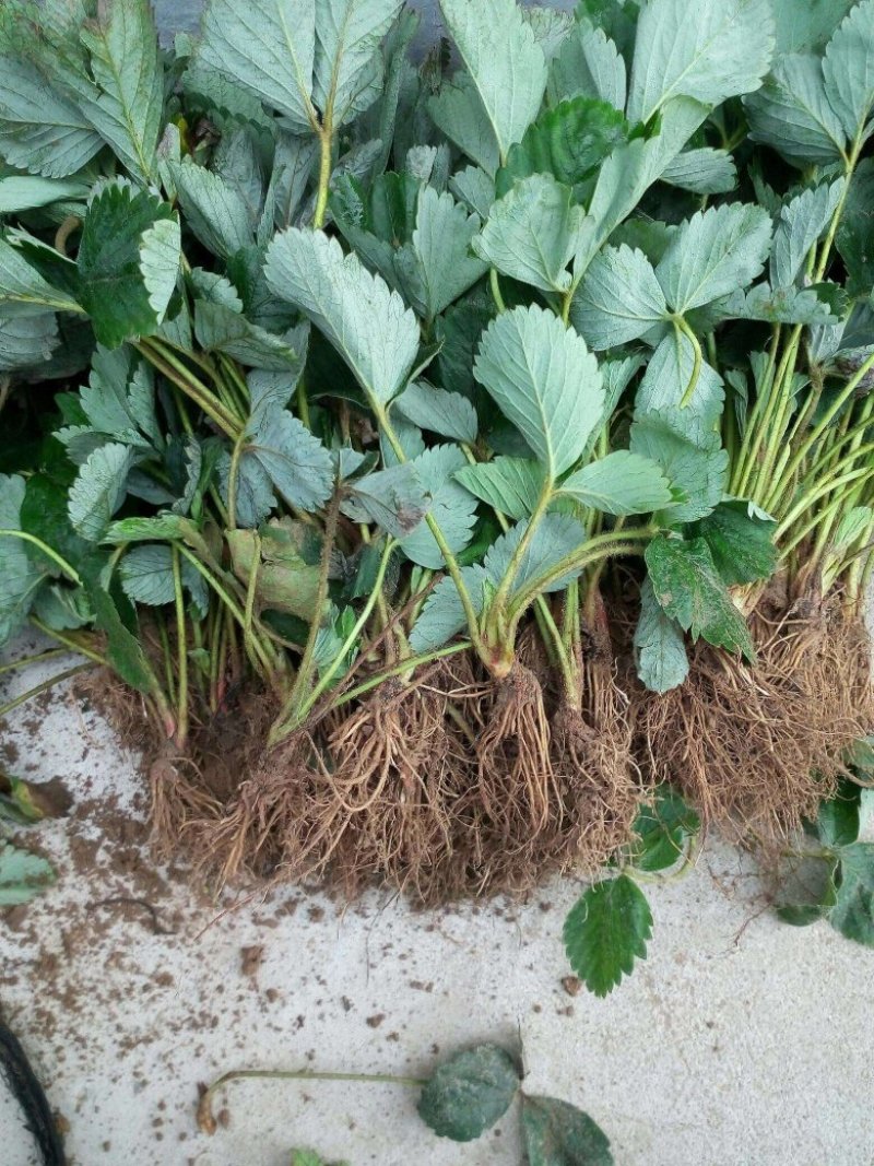 红颜草莓苗种植基地，红颜草莓苗价格