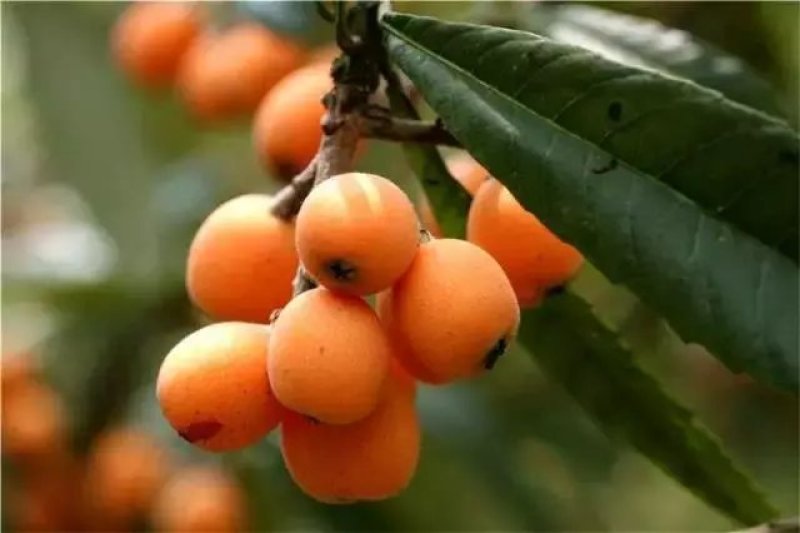 枇杷膏