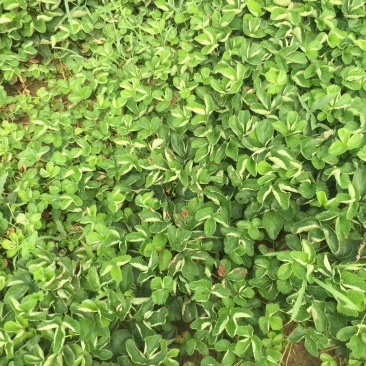 甜查理草莓苗种植基地，甜查理草莓苗价格