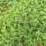 甜查理草莓苗种植基地，甜查理草莓苗价格