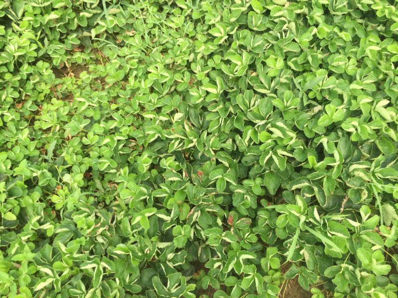甜查理草莓苗种植基地，甜查理草莓苗价格