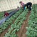 甜查理草莓苗种植基地，甜查理草莓苗价格