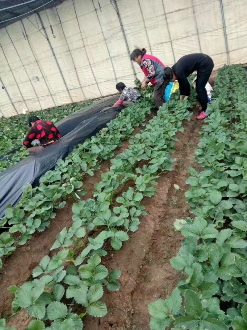 甜查理草莓苗种植基地，甜查理草莓苗价格