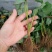 甜查理草莓苗种植基地，甜查理草莓苗价格