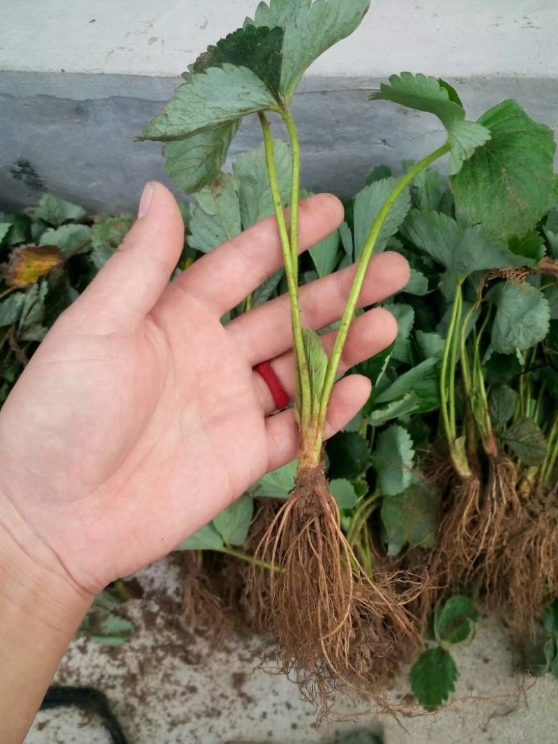 甜查理草莓苗种植基地，甜查理草莓苗价格
