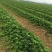 甜查理草莓苗种植基地，甜查理草莓苗价格