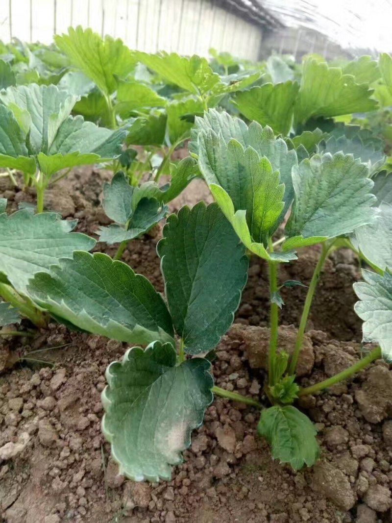 甜查理草莓苗种植基地，甜查理草莓苗价格