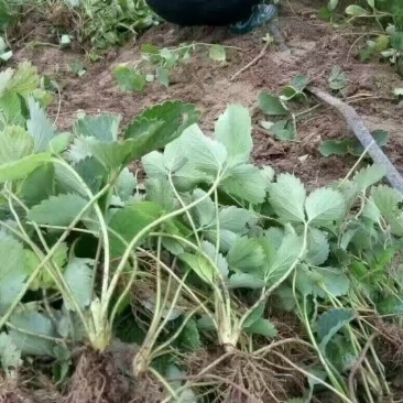 妙香草莓苗，10-20cm妙香草莓苗价格