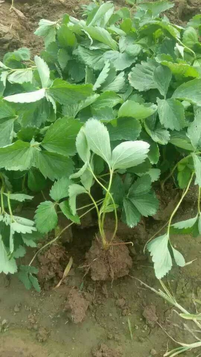妙香草莓苗，10-20cm妙香草莓苗价格