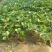 妙香草莓苗，10-20cm妙香草莓苗价格