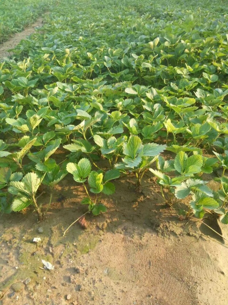 妙香草莓苗，10-20cm妙香草莓苗价格