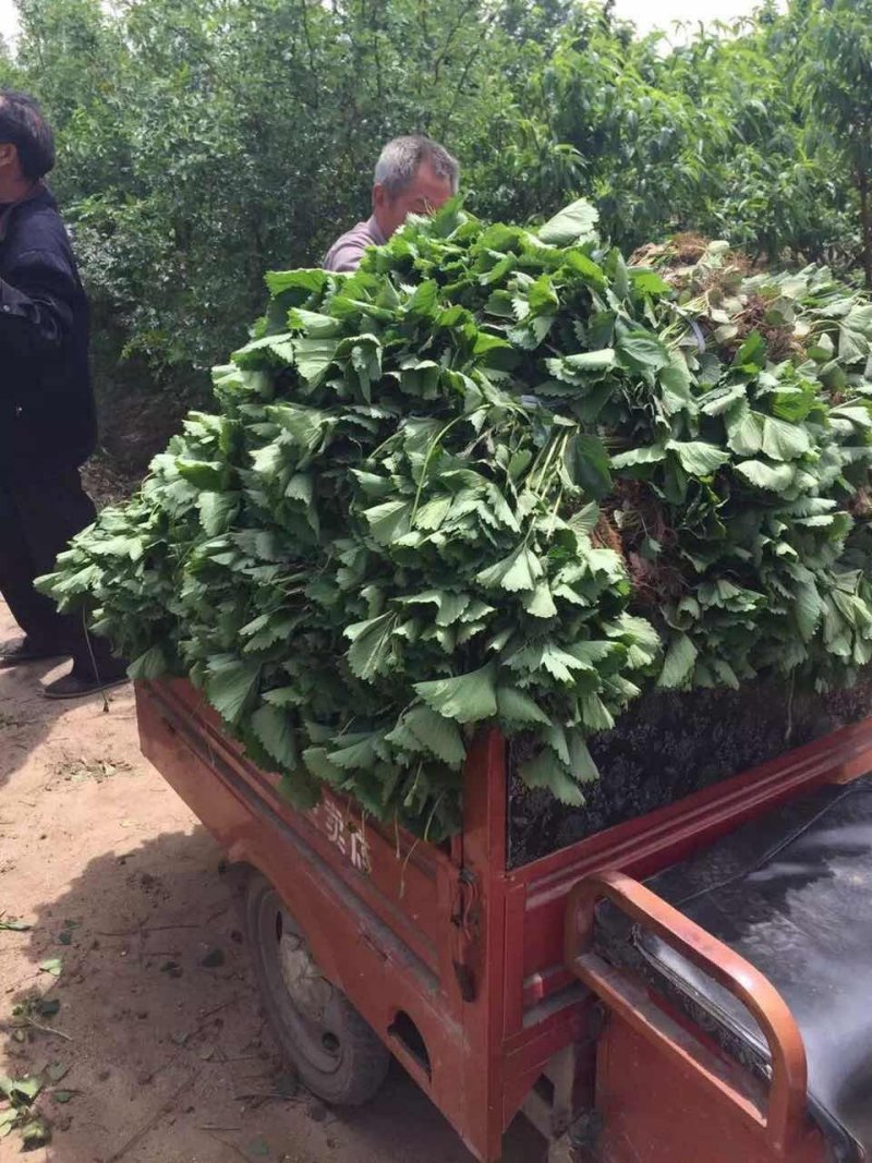 妙香草莓苗，10-20cm妙香草莓苗价格